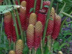 fleu